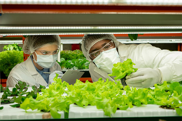 Forschung an Lebensmitteln in der Indoor-Landwirtschaft Zwei Wissenschaftler in Schutzkleidung untersuchen Salat im Gewächshaus